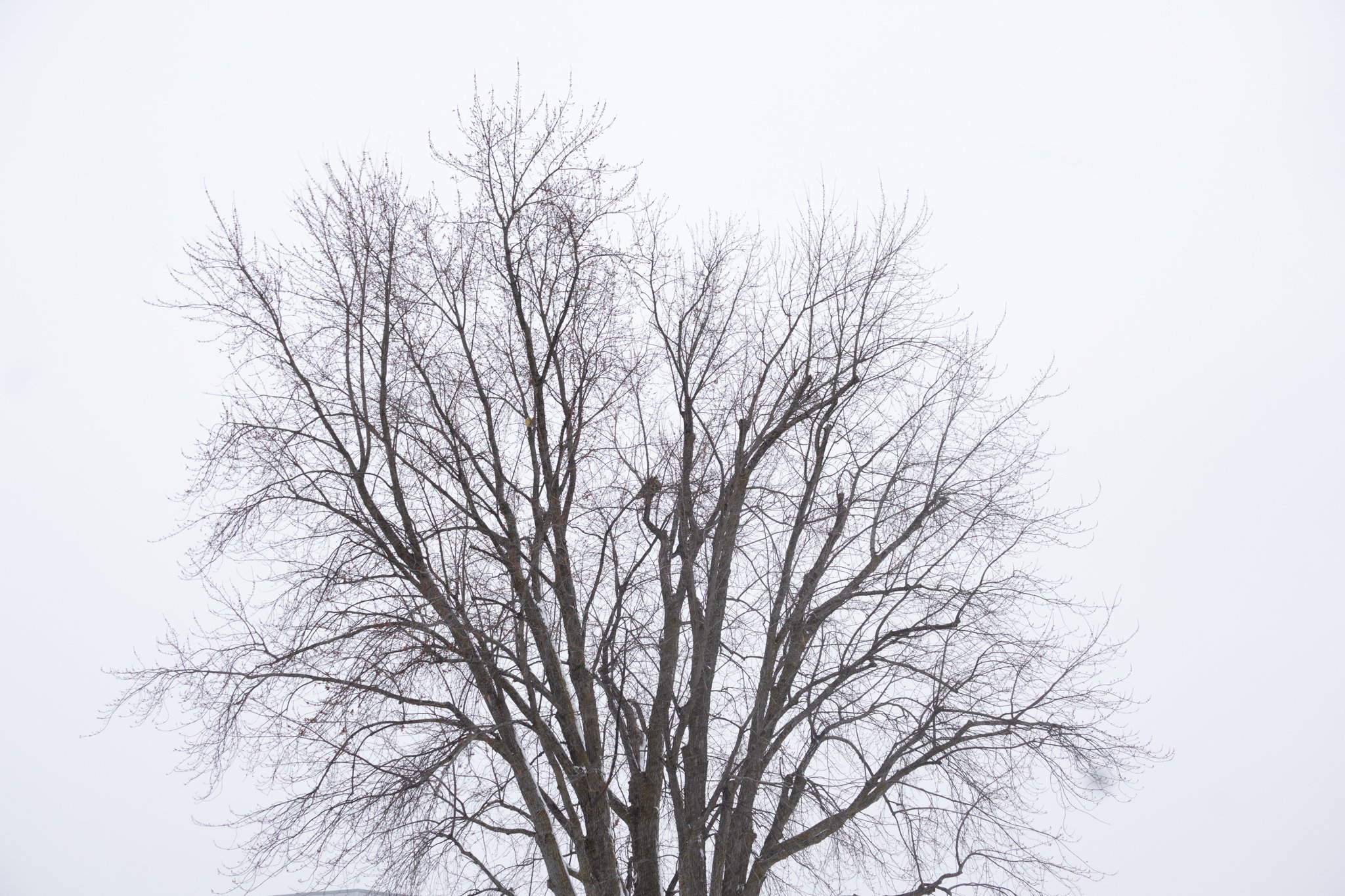 Tree in Winter, without any leaves